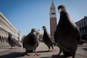Difendersi dai piccioni: approcci efficaci per proteggere gli ambienti urbani Difendersi dai piccioni: approcci efficaci per proteggere gli ambienti urbani