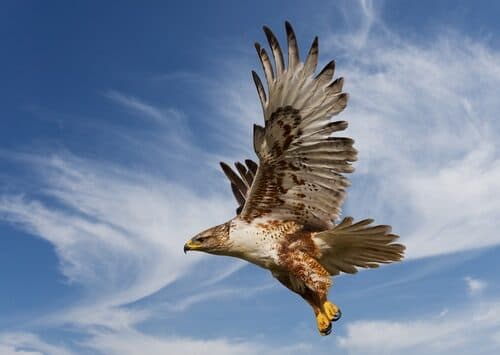 Falco in volo