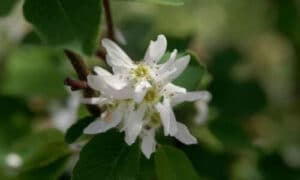 Alcune specie possono essere suscettibili alla ruggine e ad altre malattie fungine in condizioni particolarmente umide