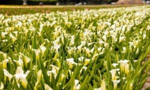 Coltivazione della pianta di Calla