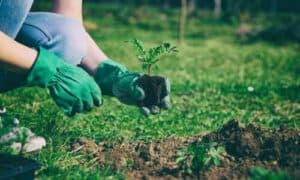 Con una pianificazione accurata e un'attenzione costante, il giardino sarà rigoglioso e produttivo tutto l'anno
