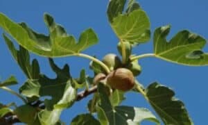 Durante i primi anni di crescita, l'albero di fico richiede un'irrigazione regolare per favorire un buon sviluppo radicale