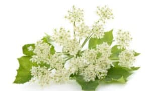 Gli estratti della pianta sembrano avere effetti vasodilatatori, contribuendo a migliorare la circolazione sanguigna