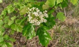 Gli insetti attratti dalle sue fioriture contribuiscono alla pollinazione di altre piante