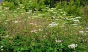 Gli integratori a base di Angelica sono spesso promossi per le loro proprietà digestive e calmanti