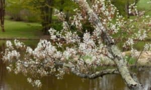 Grazie alla sua fioritura decorativa e alle foglie autunnali colorate, l'Amelanchier è molto apprezzato come pianta ornamentale