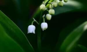I fiori a forma di campana pendono delicatamente dalla sommità di uno stelo eretto, emanando un profumo distintivo e avvolgente