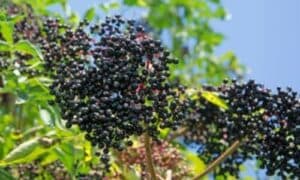 I fiori, le bacche e persino le foglie hanno dimostrato di avere benefici per la salute grazie alla presenza di composti bioattivi