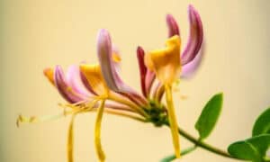 I fiori profumati che pendono dai pergolati creano uno spazio romantico e accogliente