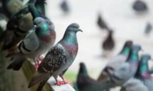 I piccioni sono uccelli urbani onnipresenti, noti per la loro adattabilità e capacità di vivere in prossimità degli esseri umani