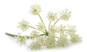 I semi vengono raccolti alla fine dell'estate, una volta che le ombrelle sono completamente mature