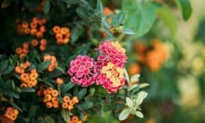 I significati attribuiti ai fiori di verbena possono variare notevolmente a seconda delle culture
