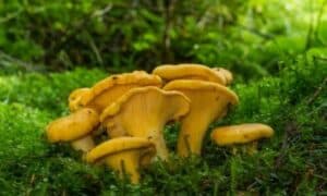 Il Cantharellus cibarius, comunemente conosciuto come gallinaccio, è uno dei funghi commestibili più pregiati e diffusi