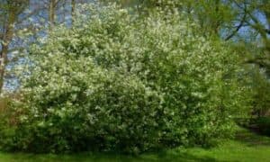 Il Pado ha modesta importanza forestale e talora si coltiva come pianta ornamentale