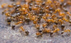 Il borace è un minerale naturale che può essere utilizzato per creare trappole efficaci contro le formiche
