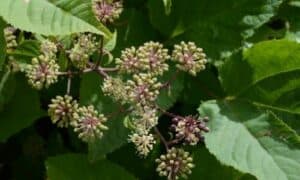 Il genere Alnus, che comprende gli ontani, conta circa 35 specie diverse
