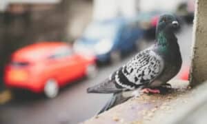 Il guano dei piccioni può essere un veicolo per diverse malattie infettive