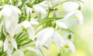 Il mughetto, con la sua grazia e fragranza distintiva, è una pianta che incanta non solo con i suoi fiori, ma anche con le sue bacche