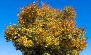 In autunno, le foglie assumono sfumature calde, dal giallo all'arancione
