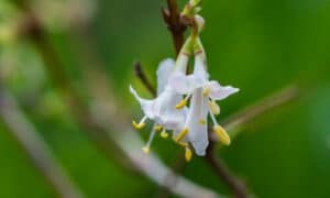 In conclusione, le Lonicera, o caprifoglie, sono piante affascinanti che uniscono bellezza, fragranza e utilità