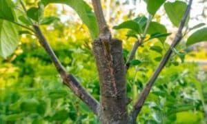 Innesti alberi
