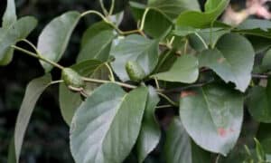 L'Alnus cordata è spesso utilizzato in progetti di bioingegneria, dove le sue capacità naturali vengono sfruttate per creare soluzioni ecologiche a problemi ambientali