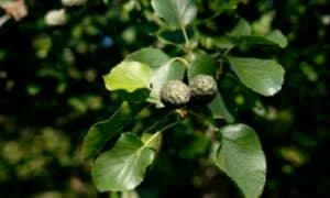 L'Alnus cordata si distingue per le sue foglie a forma di cuore