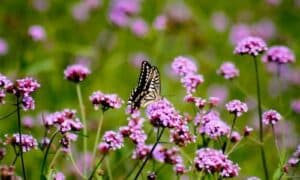 La conservazione dei fiori di verbena è diventata un argomento di crescente interesse in relazione alla sostenibilità ambientale