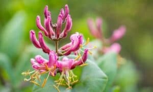 La gamma di colori va dal bianco al giallo, al rosa, al rosso e all'arancione