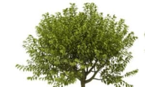 La piantagione di bagolari in giardini privati o spazi pubblici può contribuire alla biodiversità locale e all'educazione ambientale