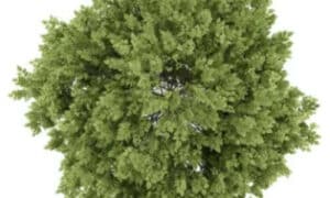La piantagione strategica di bagolari può aiutare a stabilizzare suoli erosi, contribuire alla creazione di corridoi ecologici e fornire habitat per la fauna selvatica