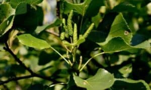 La sua capacità di adattarsi a terreni difficili e la sua crescita veloce lo rendono ideale per la ricolonizzazione di aree degradate