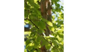 L'adattamento a climi e suoli non nativi può richiedere sforzi significativi e risorse