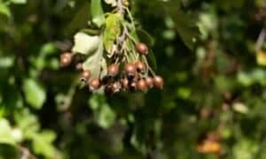 L'albero di Ciavardello è un esemplare che merita ammirazione e rispetto