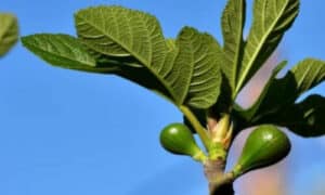 L'albero di fico può essere suscettibile a diverse malattie e parassiti, per questo è importante monitorare attentamente l'albero per segni di malattie