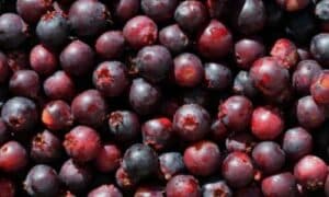 Le bacche di Amelanchier, conosciute anche come saskatoon berries in Nord America, sono apprezzate per il loro sapore dolce e il loro contenuto di antiossidanti