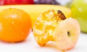 Le blatte sono attratte dagli odori di cibo e se trovano accesso ai vostri alimenti, le infestazioni saranno difficili da gestire