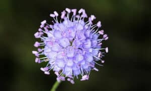Le caprifoglie sono ampiamente utilizzate per la loro bellezza ornamentale nei giardini e nei paesaggi