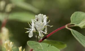 Le caprifoglie sono piante robuste che richiedono una manutenzione minima