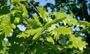 Le feste e le celebrazioni locali spesso coinvolgono alberi di Farnetto secolari