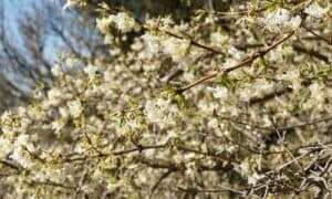 Le loro proprietà medicinali e ornamentali sono state riconosciute e sfruttate da diverse culture in tutto il mondo