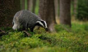 Le moffette non provocano molti problemi secondo molti giardinieri, in quanto si nutrono prevalentemente di piccoli insetti e piccoli animali