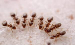 Imprendo si occupa di individuare i luoghi infestati e inserisce l'insetticida nei nidi delle formiche per eliminare efficacemente queste infestazioni