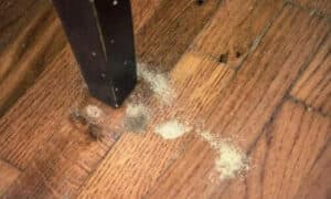 L'unico indizio dell'attività dei tarli del legno è solitamente visivo, come la presenza di piccoli fori di volo circolari o il deterioramento del legno