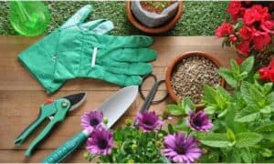 Ogni stagione porta con sé compiti specifici che garantiscono un giardino sano e rigoglioso