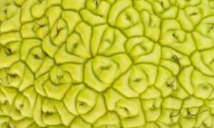 Parassiti e malattie della Maclura pomifera