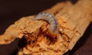 Per evitare infestazioni future, è consigliabile trattare il legno nuovo con insetticidi liquidi prima di applicare le finiture