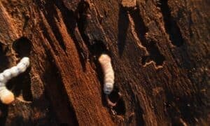 Per il controllo efficace dei tarli del legno, spesso sono necessari altri metodi come l'applicazione di insetticidi specifici o il trattamento termico
