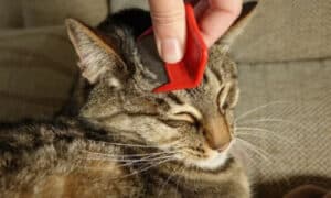 Pulci del gatto