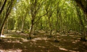 Può raggiungere un'altezza di oltre 25 metri in condizioni favorevoli e ha una vita media di circa 150-200 anni